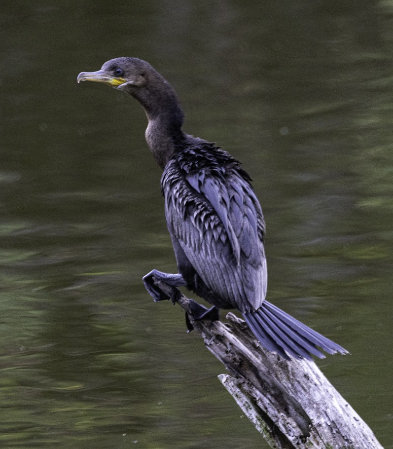 Neotropic Cormorant - ML626724418