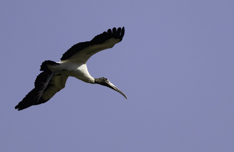 Wood Stork - ML626724423