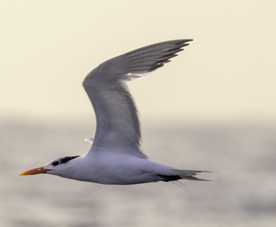 Royal Tern - ML626724428