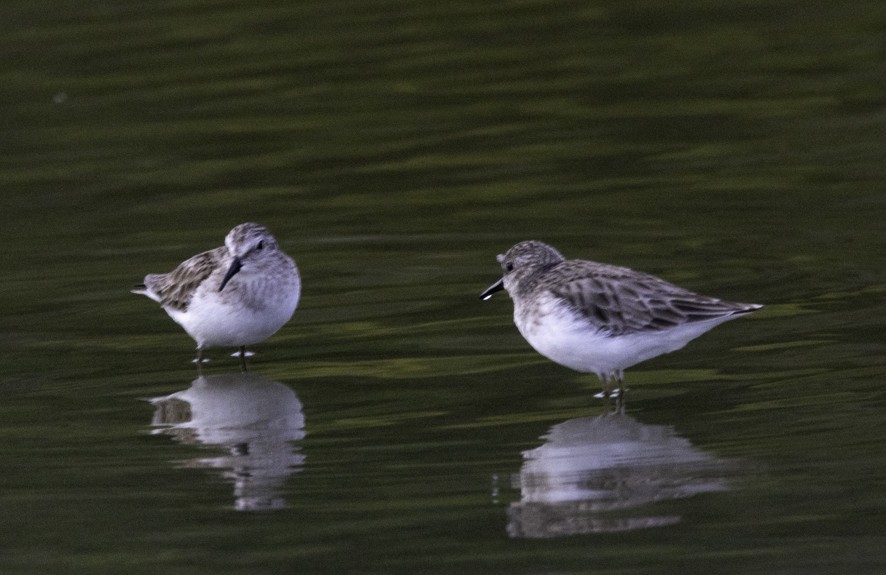 Least Sandpiper - ML626724438