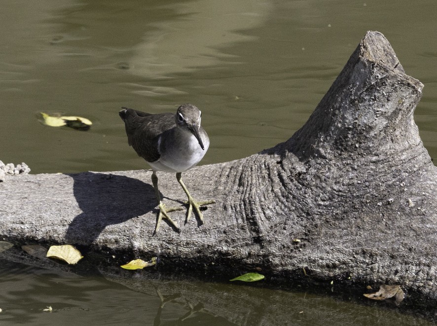 Spotted Sandpiper - ML626724444