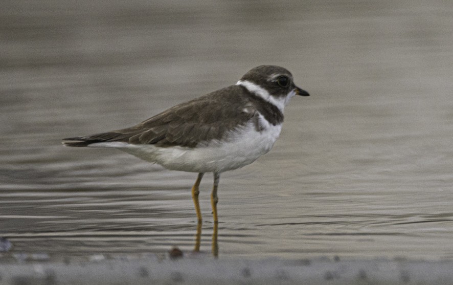 Semipalmated Plover - ML626724445