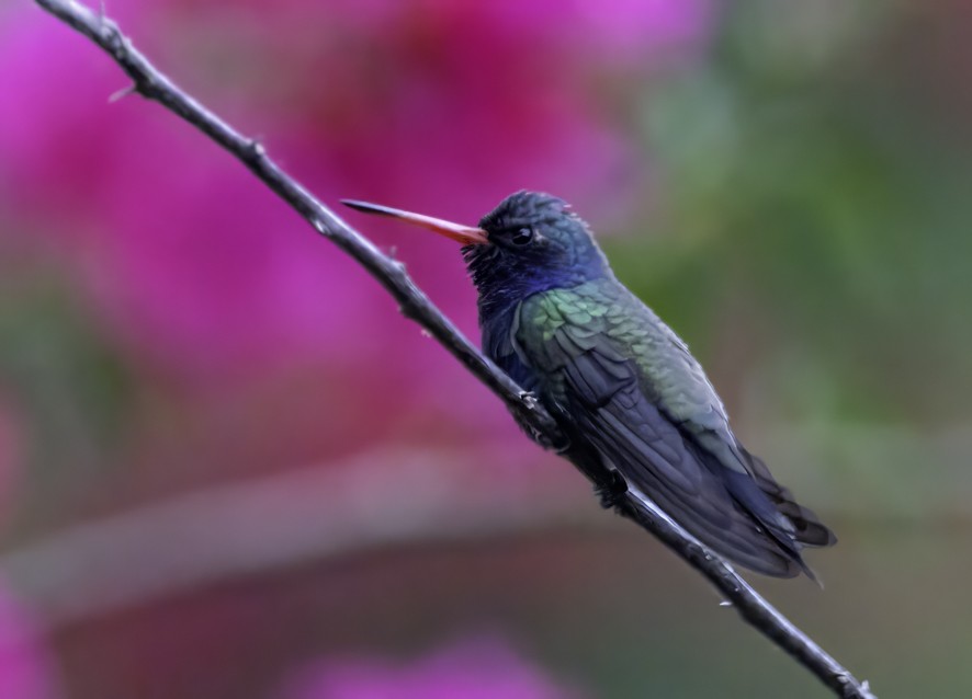 Turquoise-crowned Hummingbird - ML626724454