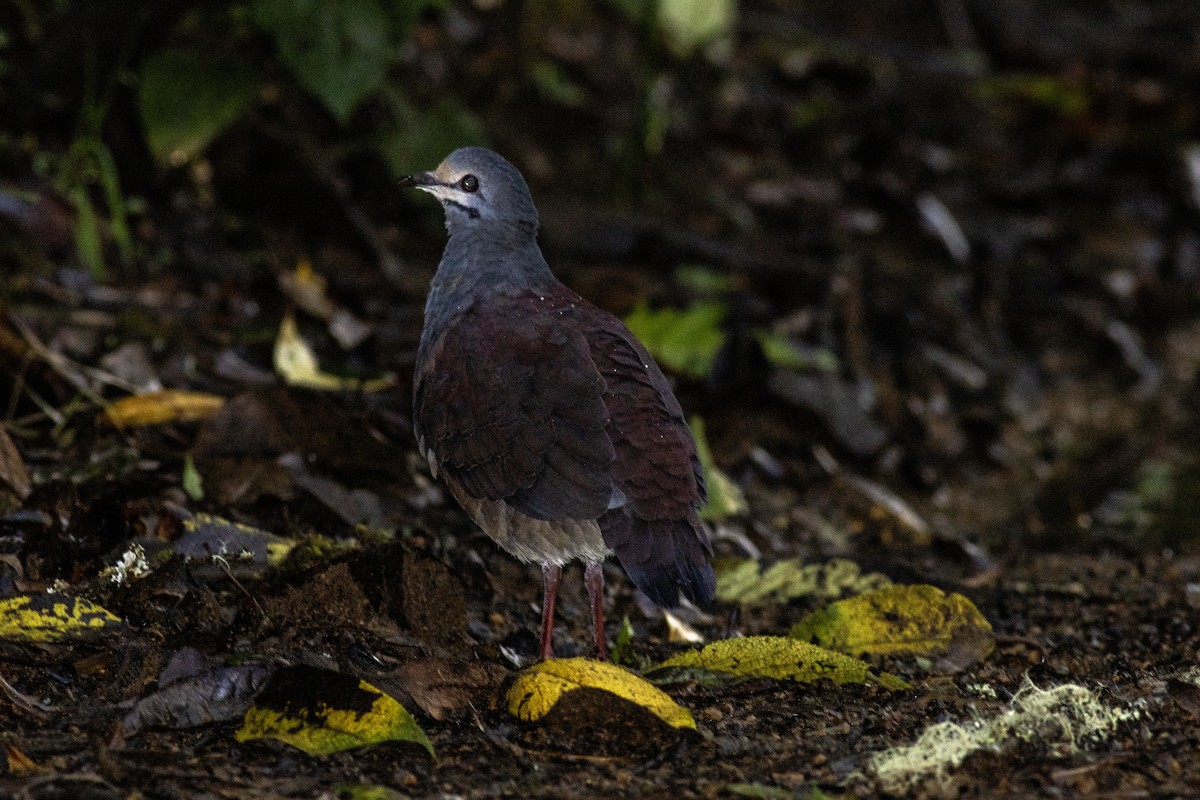 Buff-fronted Quail-Dove - ML626724722