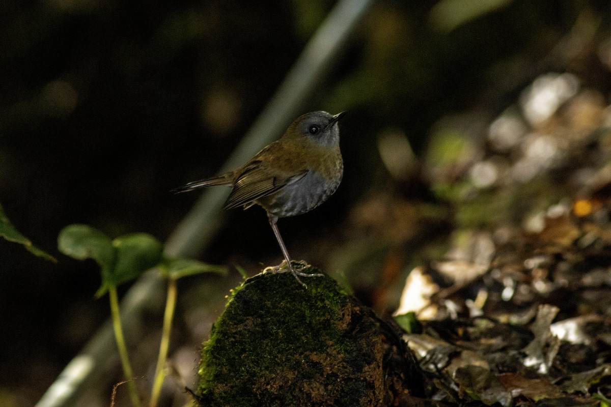 Black-billed Nightingale-Thrush - ML626724750