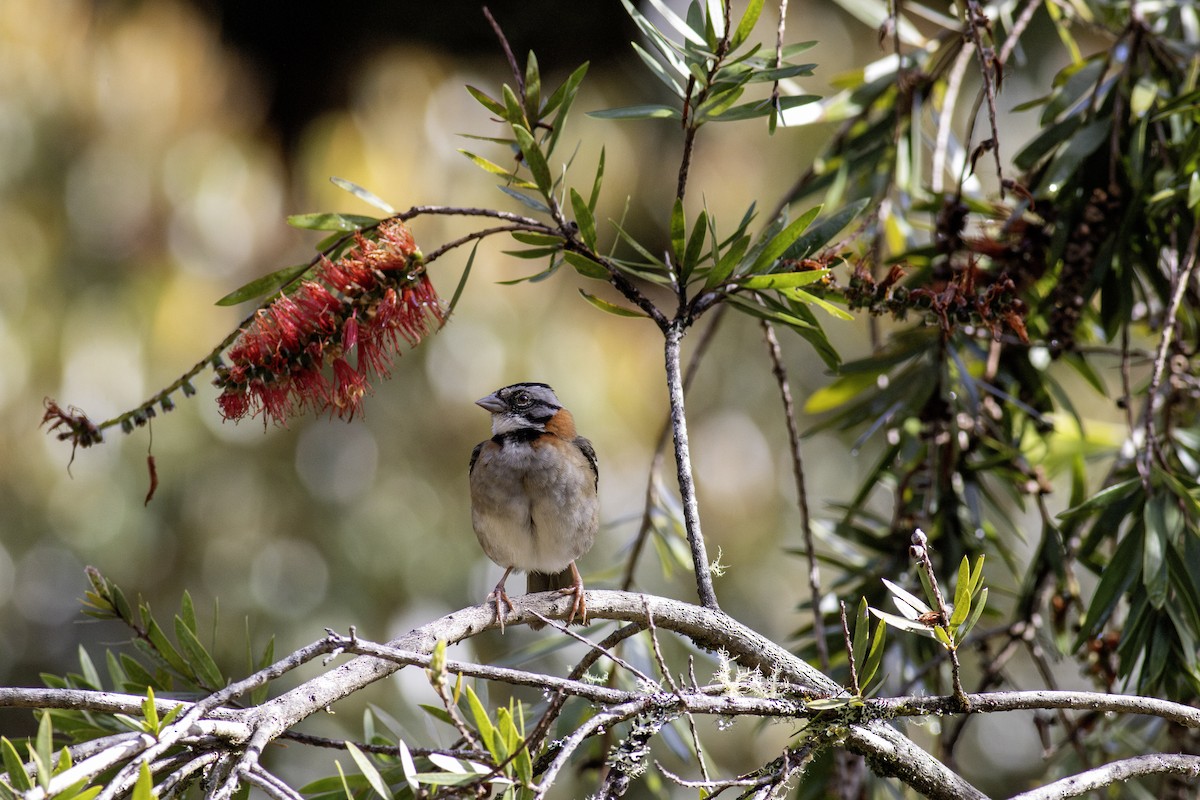 Rufous-collared Sparrow - ML626724759