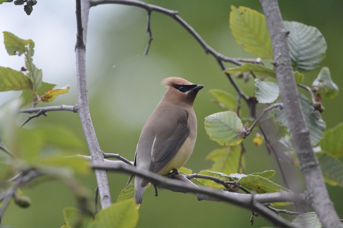 Cedar Waxwing - ML626724765