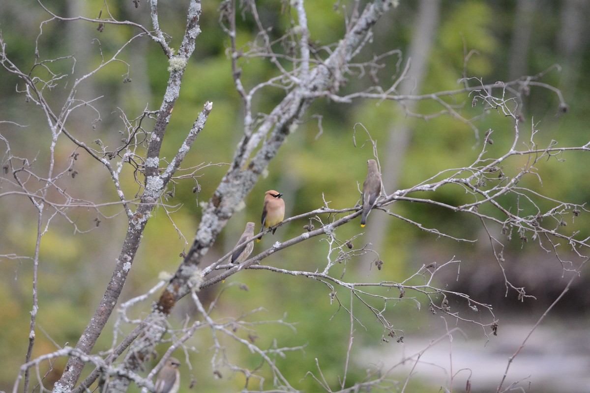 Cedar Waxwing - ML626724766