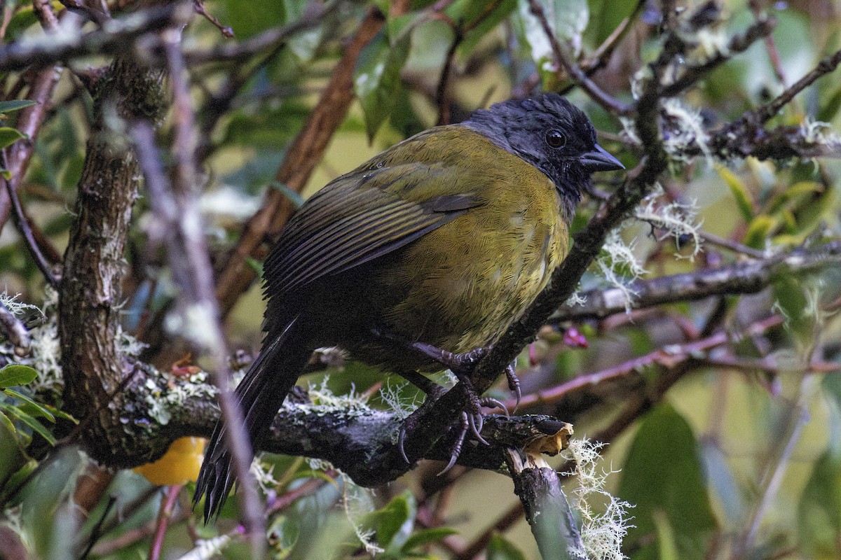 Large-footed Finch - ML626724779