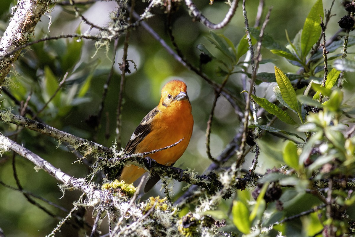 Flame-colored Tanager - ML626724792