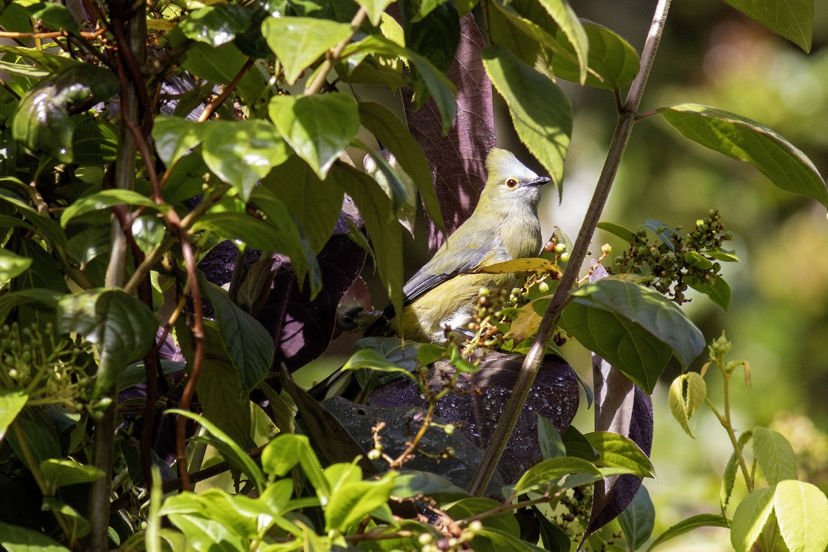 Long-tailed Silky-flycatcher - ML626724801