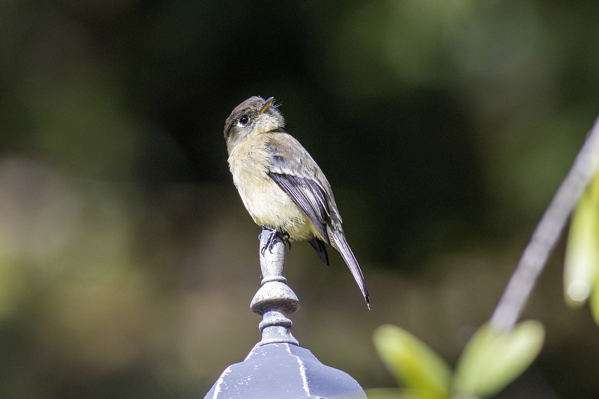 Black-capped Flycatcher - ML626724840