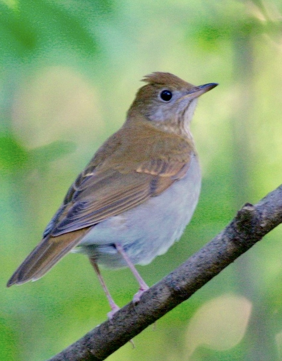 Veery - ML626724904