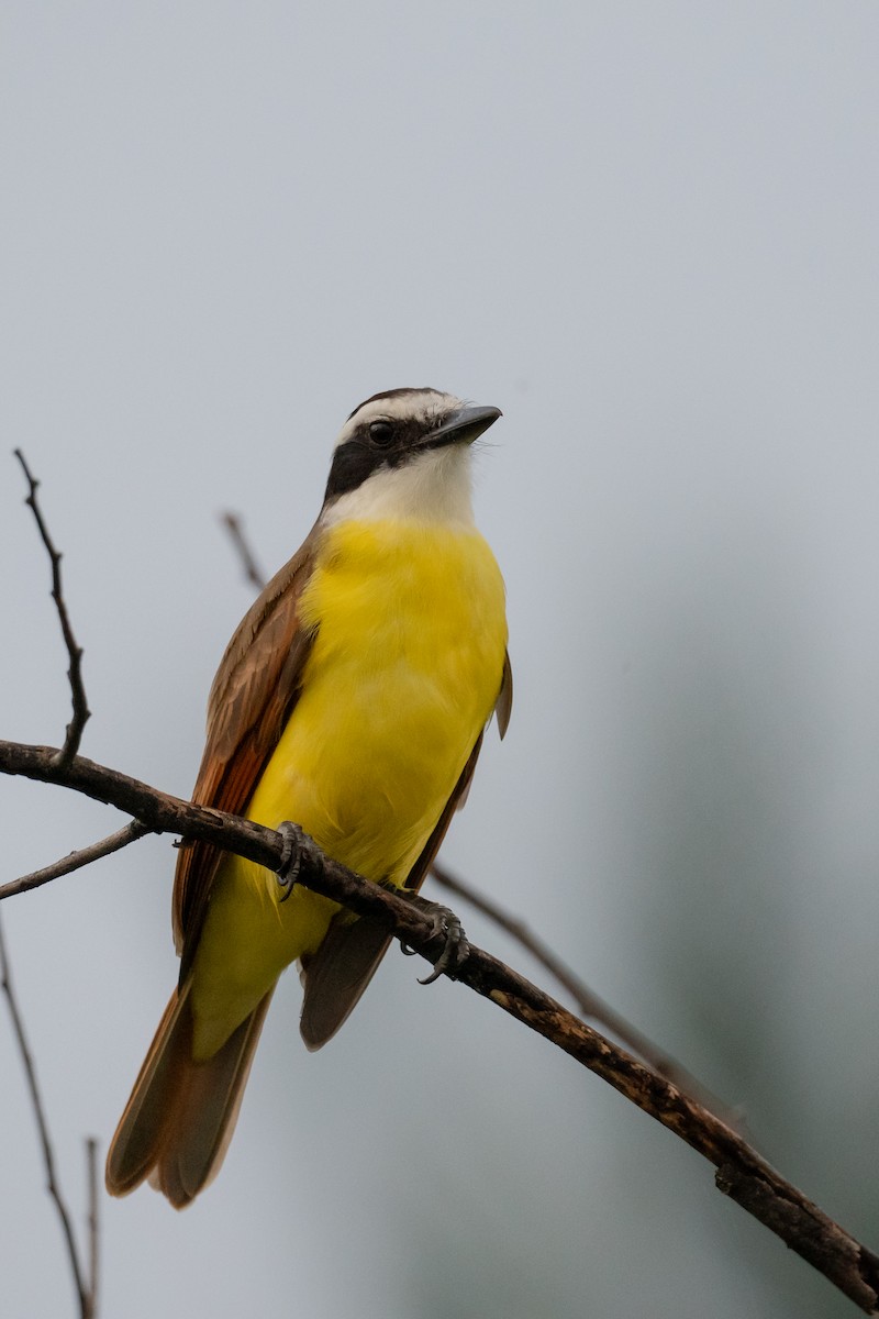 Great Kiskadee - ML626725201