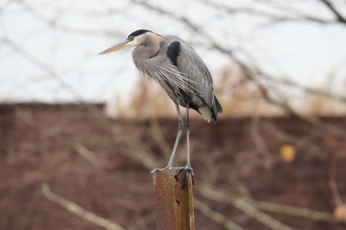 Great Blue Heron - ML626725227