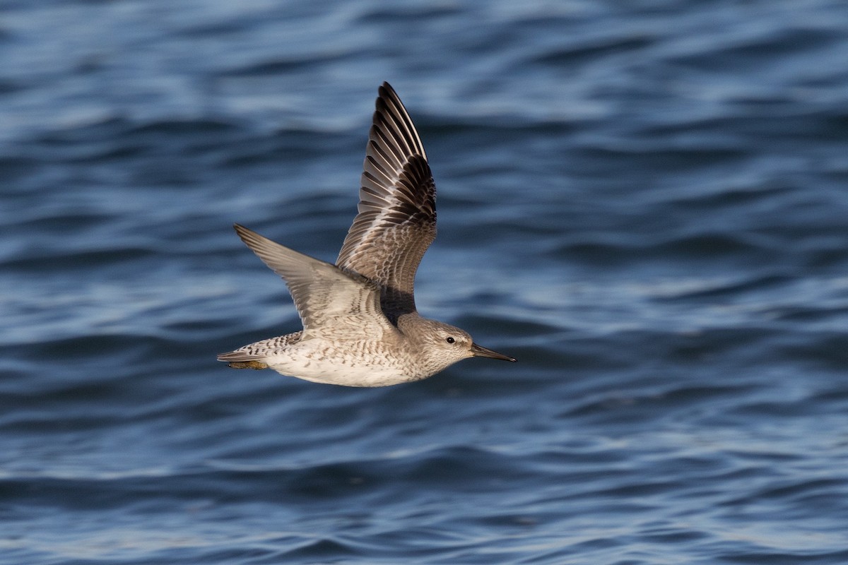 Red Knot - ML626725359