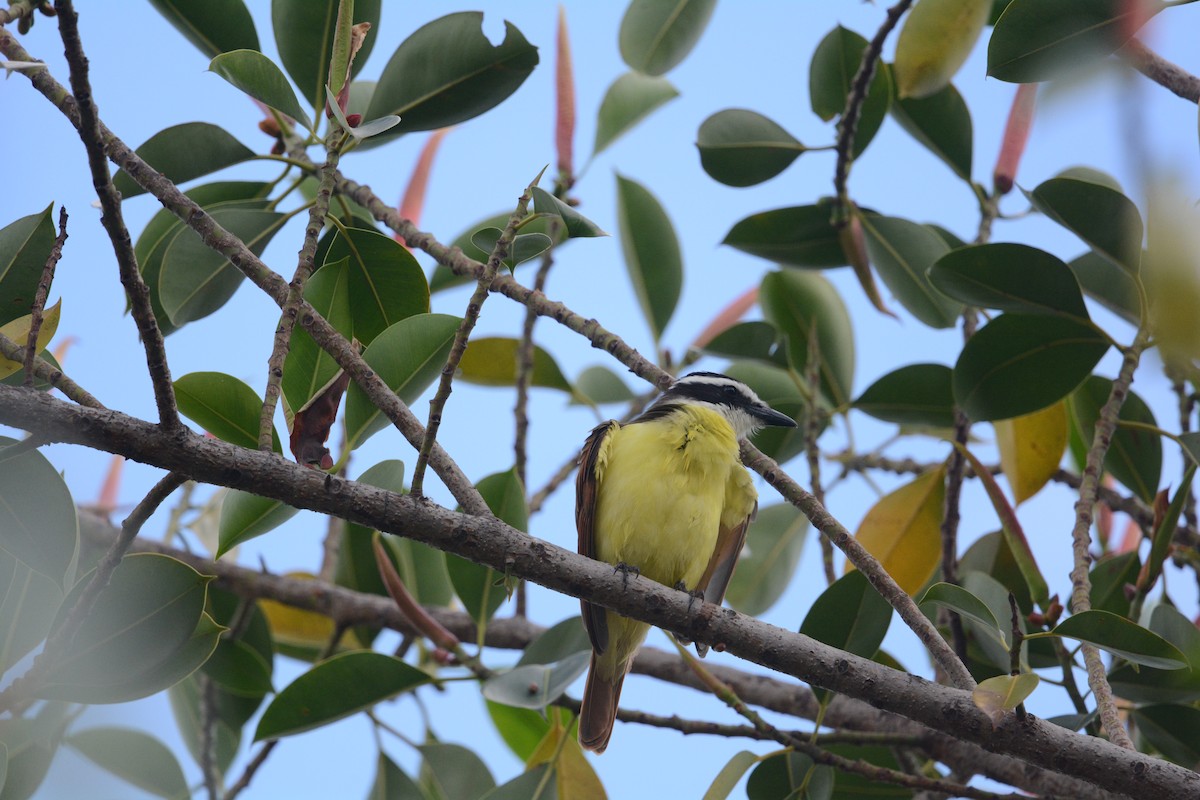 Great Kiskadee - ML626725562