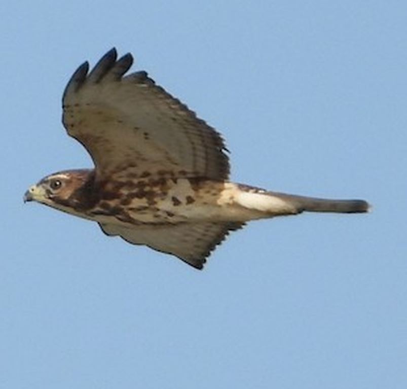 Broad-winged Hawk - ML626725666