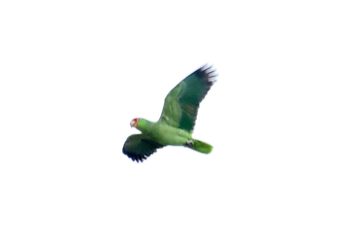 Red-crowned Amazon - ML626725685