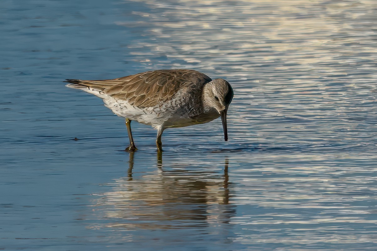 Red Knot - ML626725755