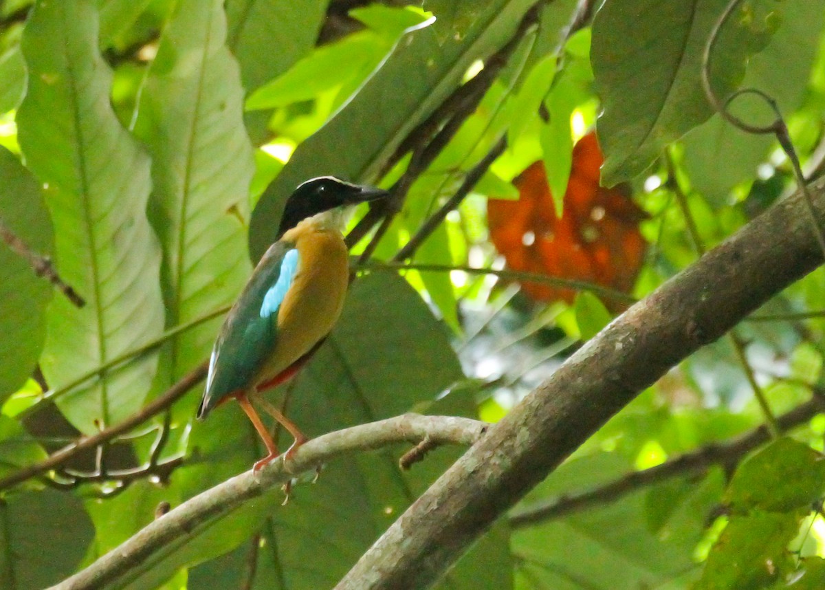 Banda Sea Pitta - ML626725789
