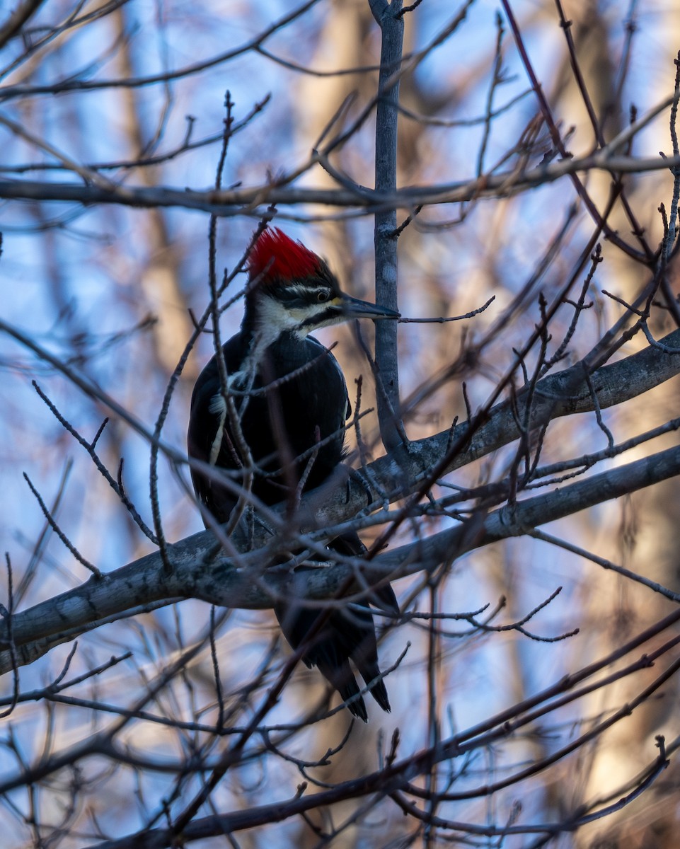 Pileated Woodpecker - ML626725830