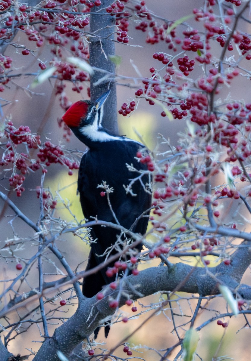 Pileated Woodpecker - ML626725831