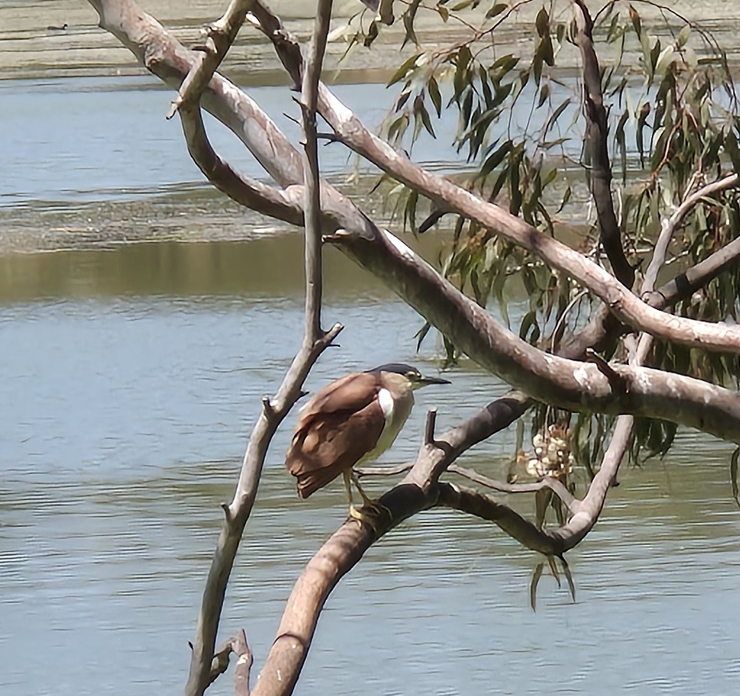 Nankeen Night Heron - ML626725862