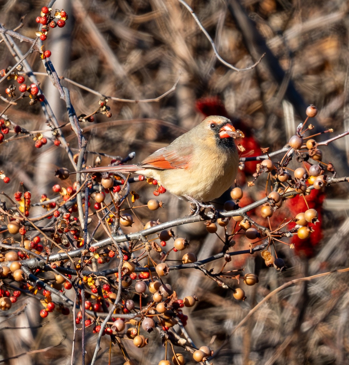 Northern Cardinal - ML626725942