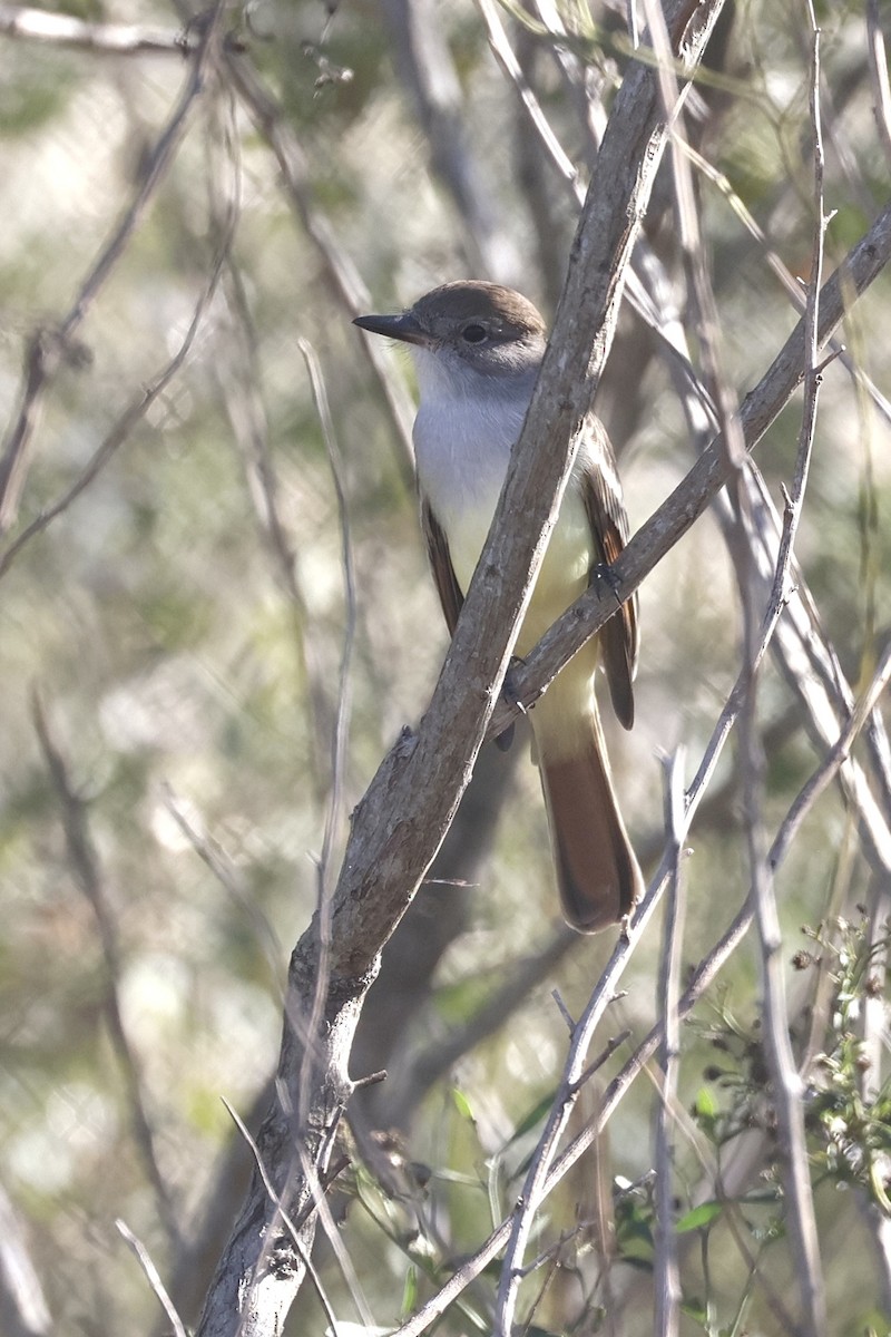 Ash-throated Flycatcher - ML626726044