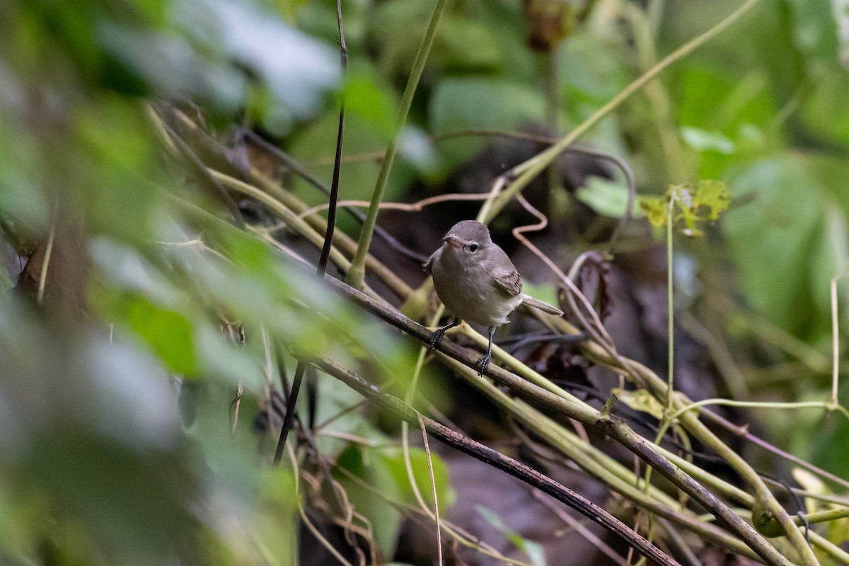 Northern Beardless-Tyrannulet - ML626726054