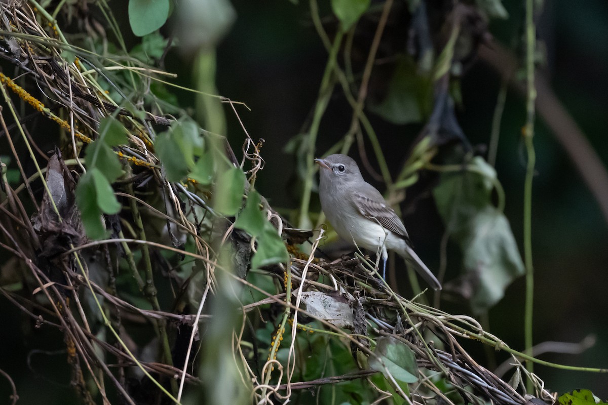 Northern Beardless-Tyrannulet - ML626726055