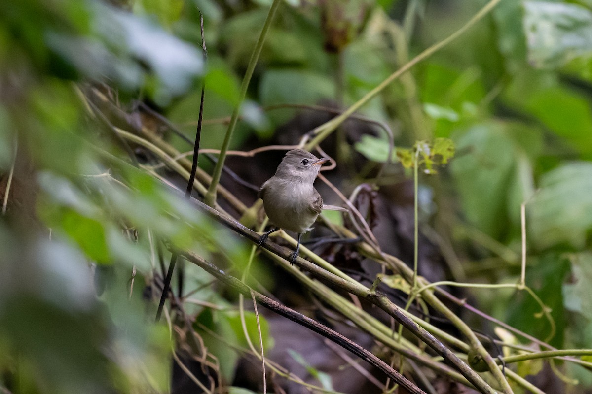 Northern Beardless-Tyrannulet - ML626726056