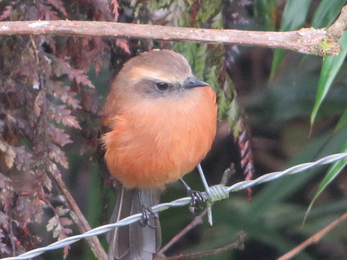 Brown-backed Chat-Tyrant - ML626726155