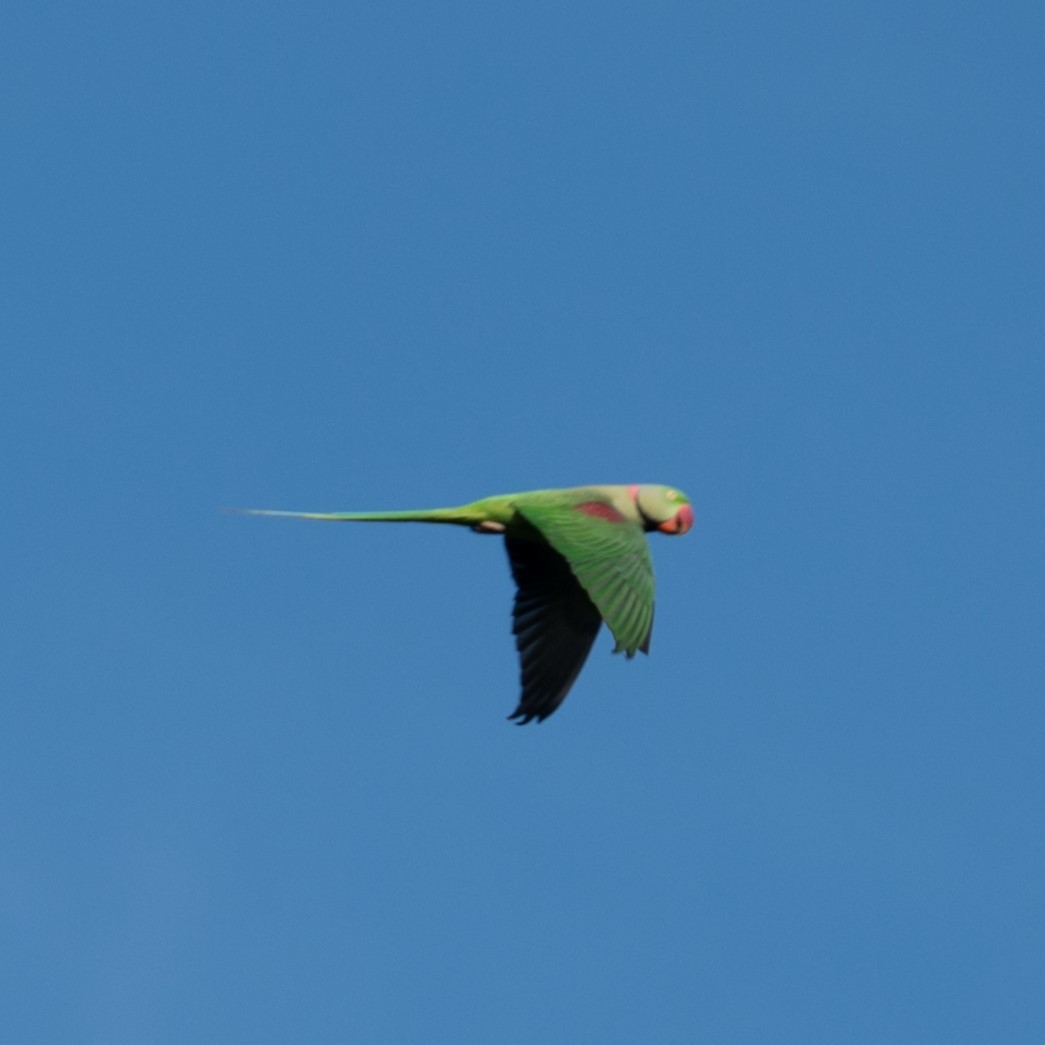 Alexandrine Parakeet - ML626726191