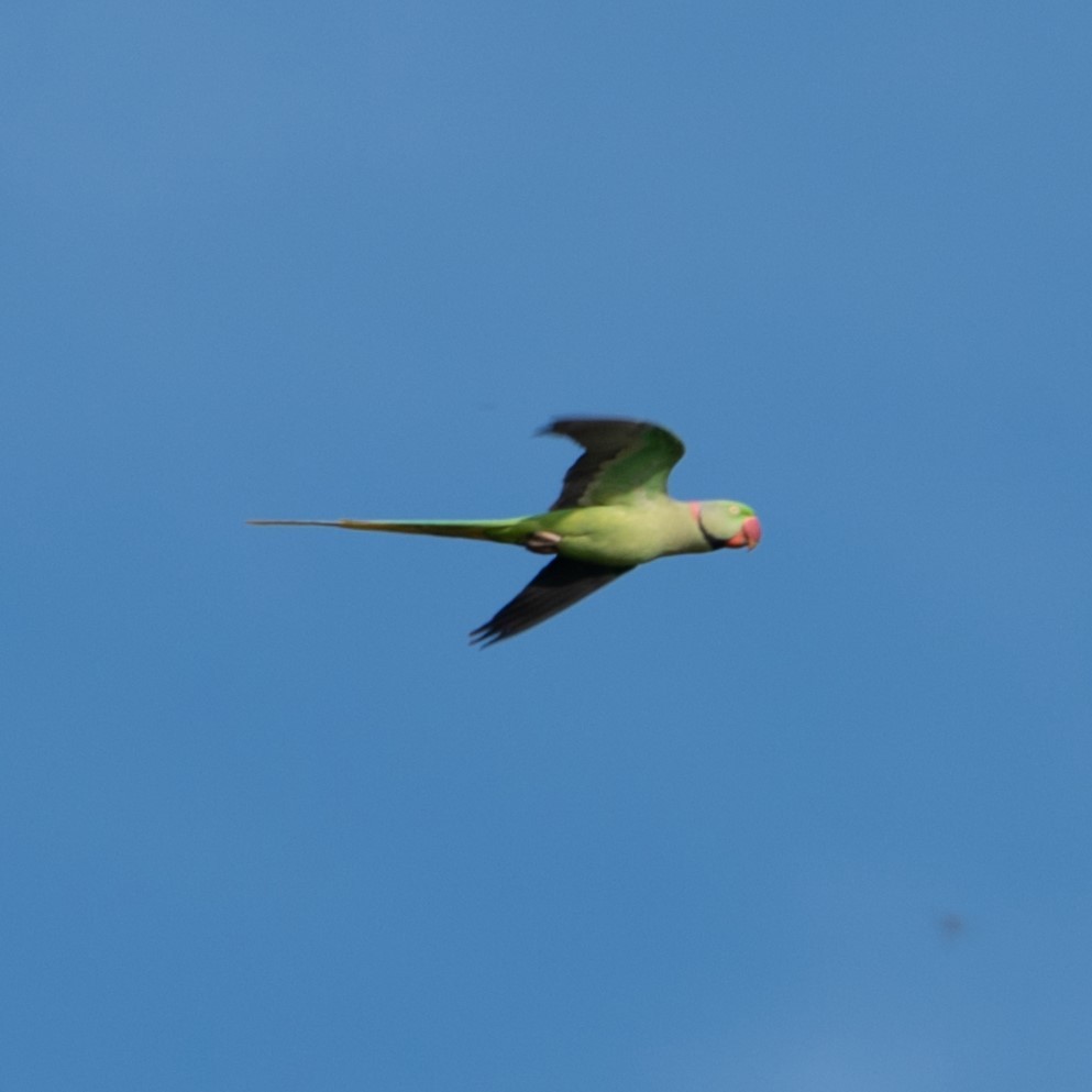 Alexandrine Parakeet - ML626726192