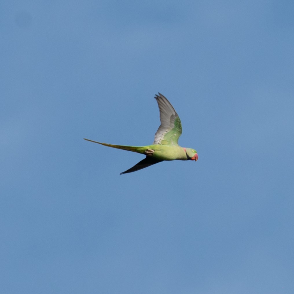 Alexandrine Parakeet - ML626726193