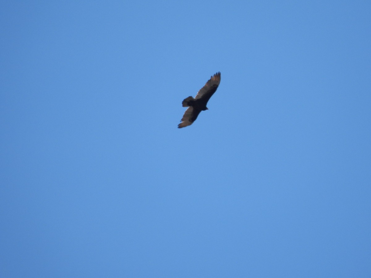 Turkey Vulture - ML626726241
