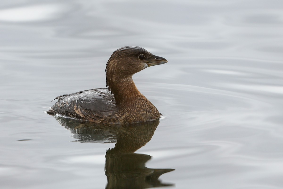 Pied-billed Grebe - ML626726412