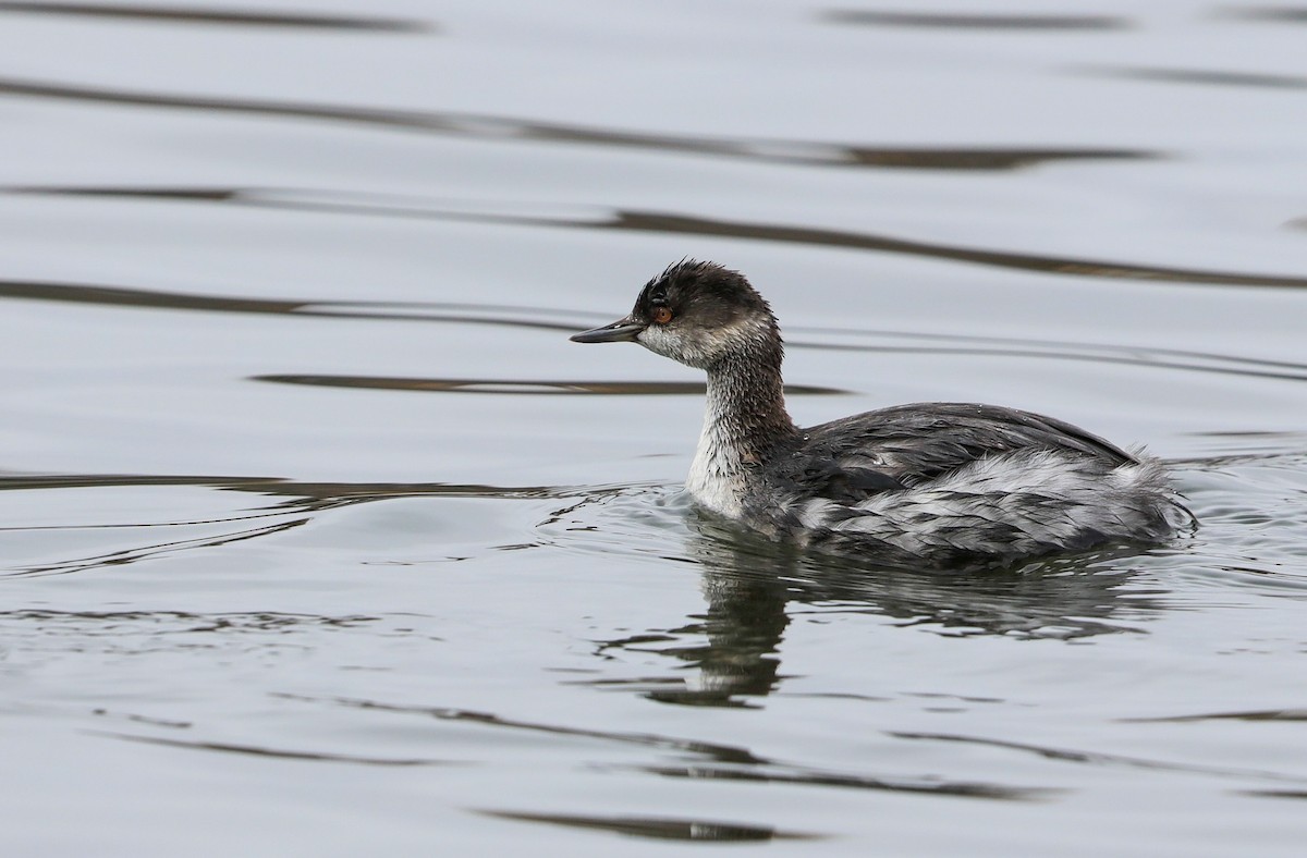 Eared Grebe - ML626726415