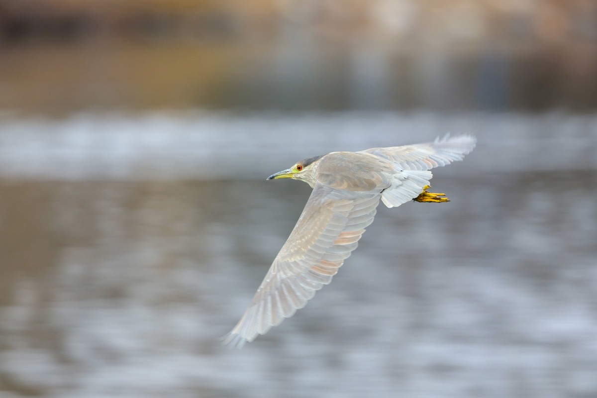 Black-crowned Night Heron - ML626726420