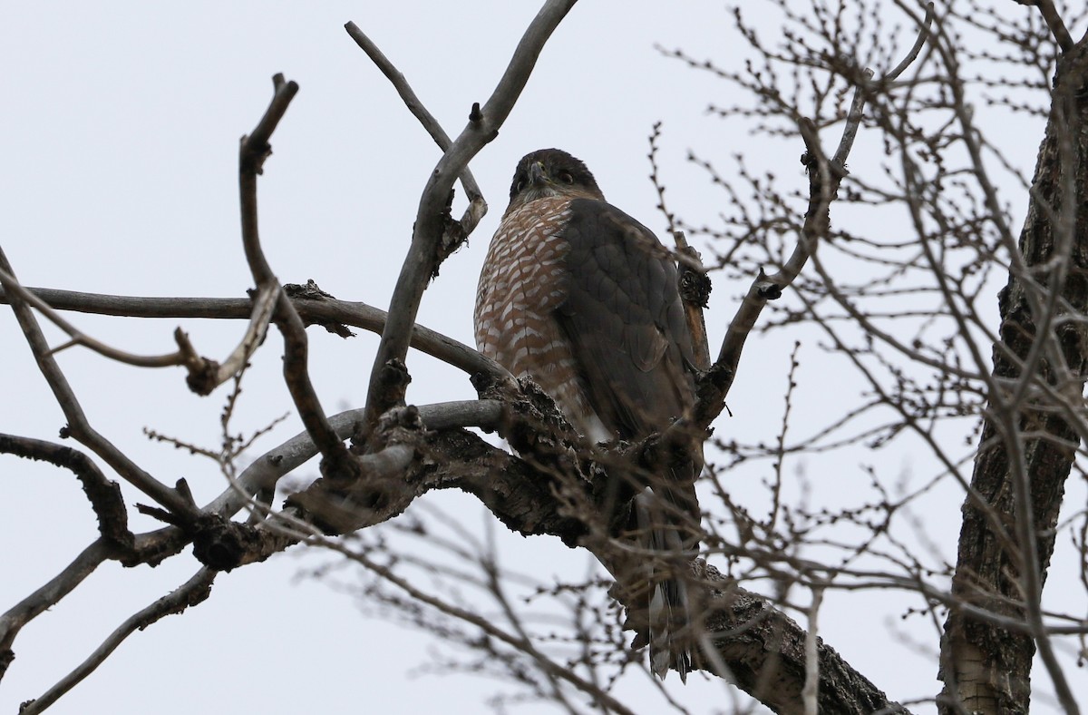 Cooper's Hawk - ML626726427