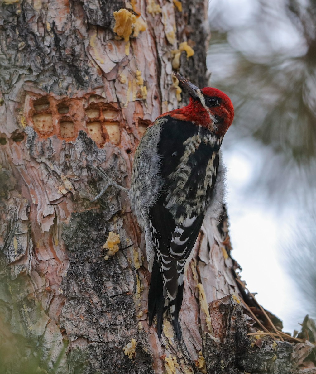 Red-breasted Sapsucker - ML626726439