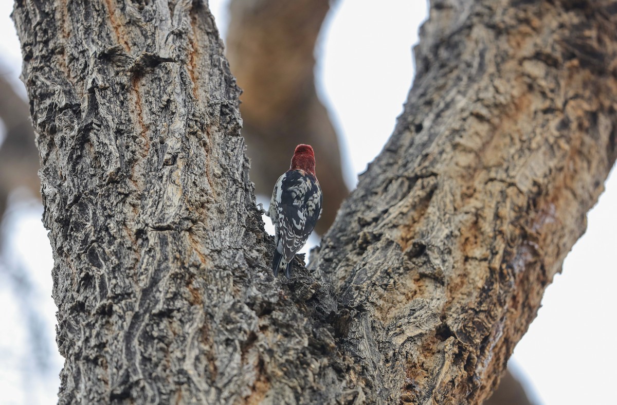 Red-breasted Sapsucker - ML626726440