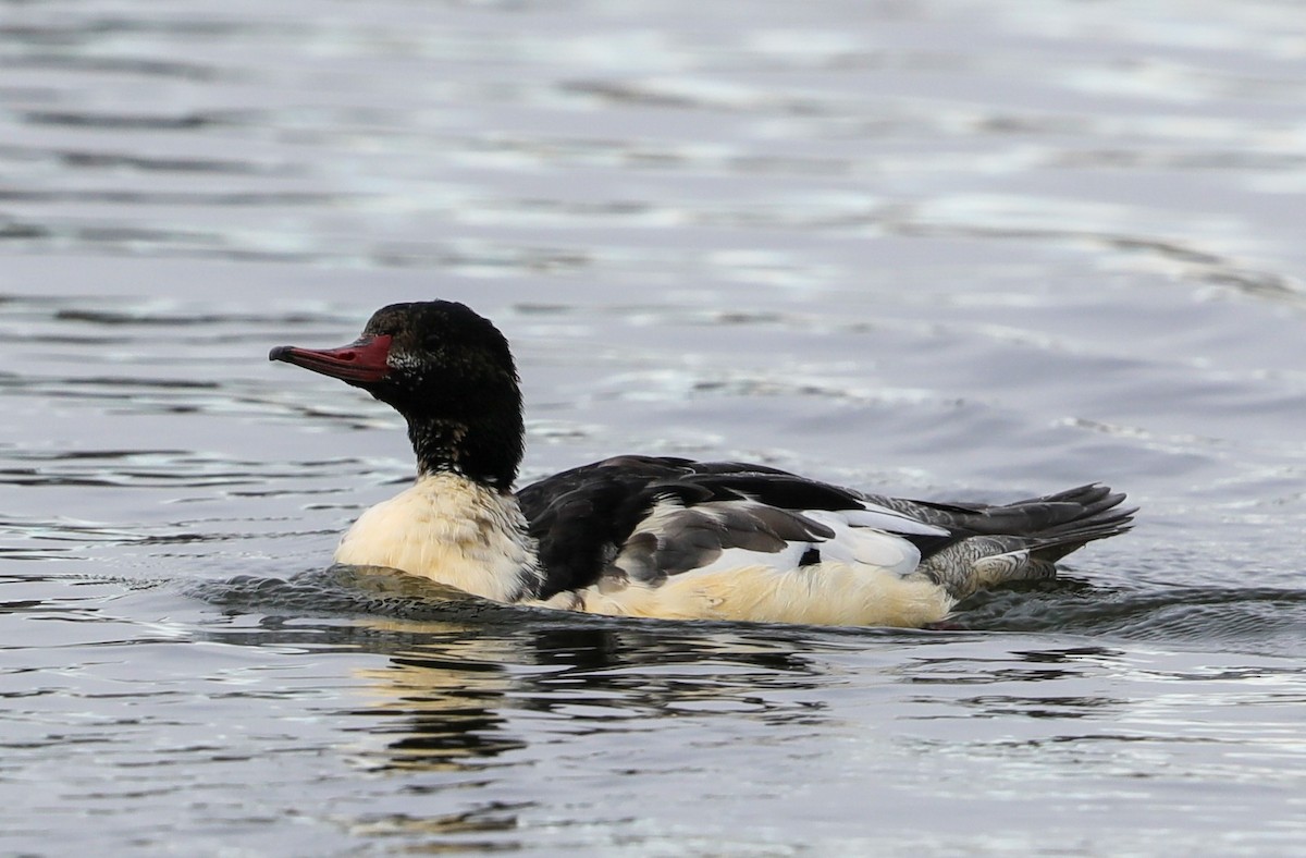 Common Merganser - ML626726455