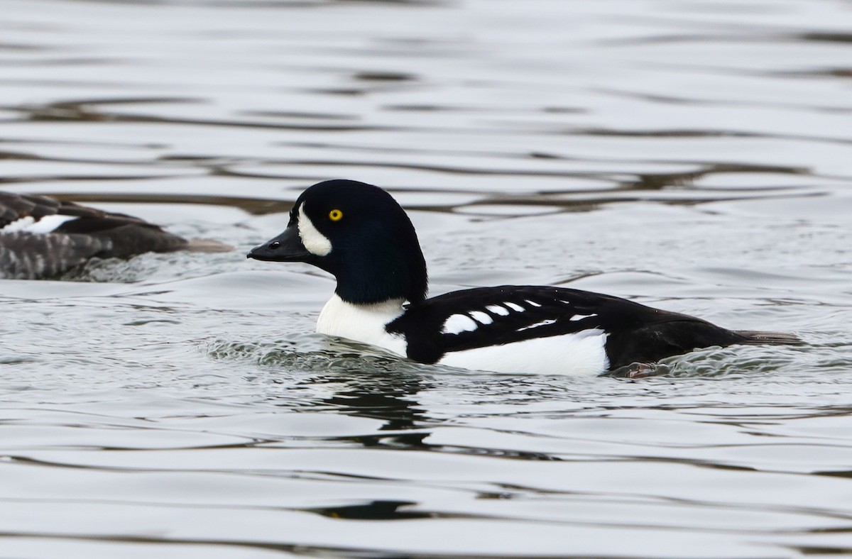 Barrow's Goldeneye - ML626726468