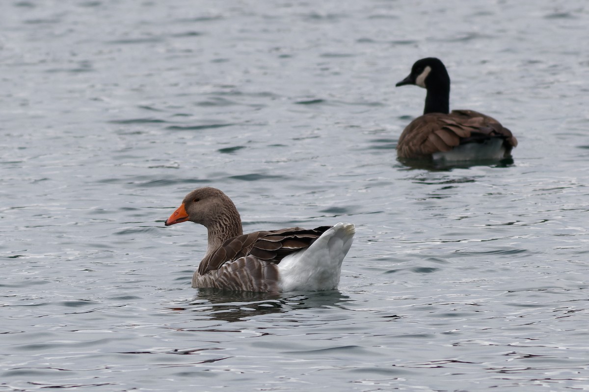Graylag Goose - ML626726548