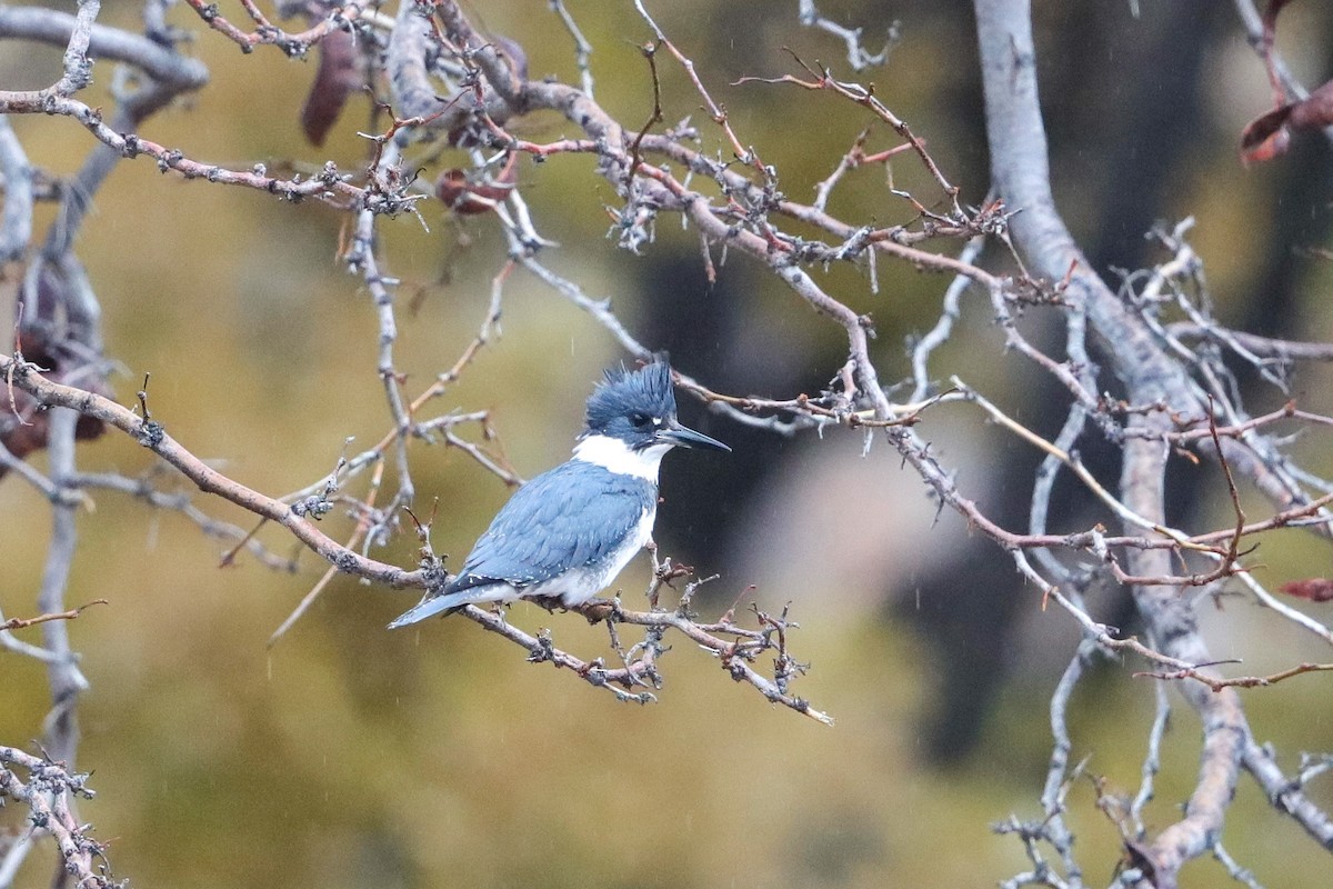 Belted Kingfisher - ML626726687