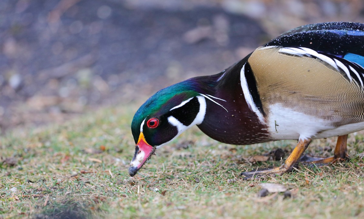 Wood Duck - ML626726694