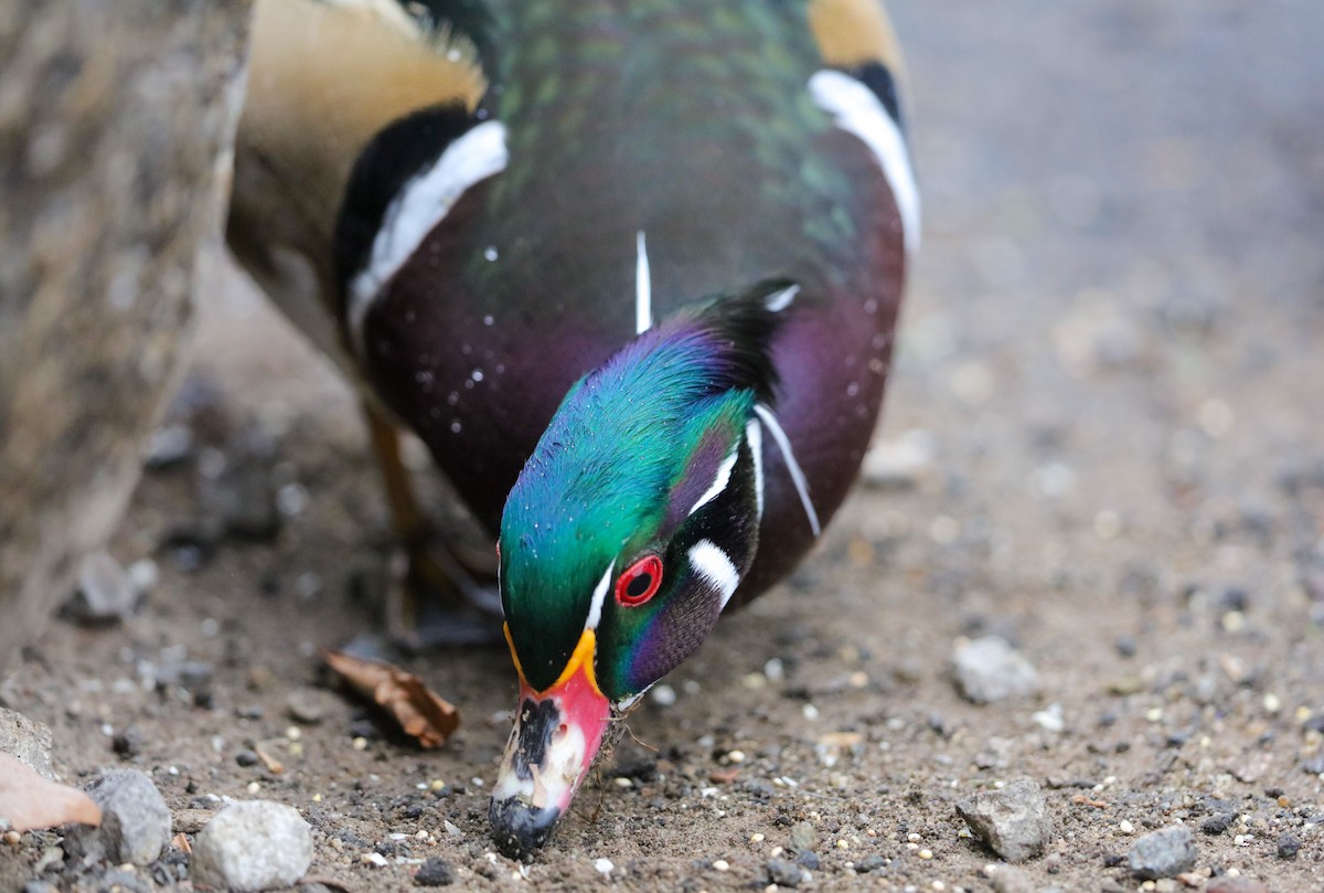 Wood Duck - ML626726695